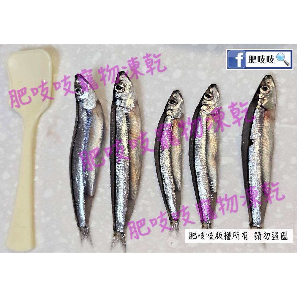 澎湖現流丁香魚凍乾，本批10/31製作😹🐶🐟️🐟️肥吱吱-犬貓澎湖丁香魚凍乾100g(淨重)大包裝 🐠🐠-細節圖5