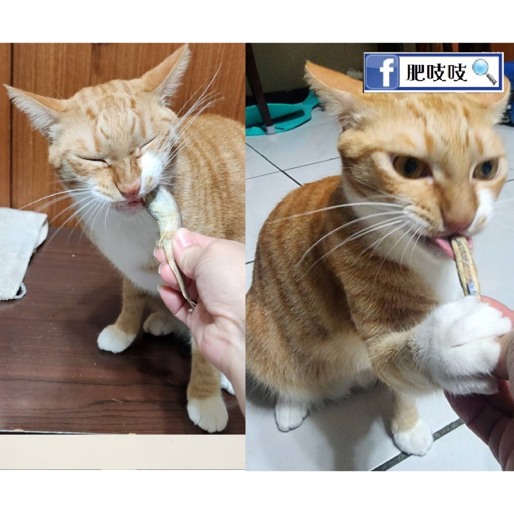 澎湖現流丁香魚凍乾，本批10/31製作😹🐶🐟️🐟️肥吱吱-犬貓澎湖丁香魚凍乾100g(淨重)大包裝 🐠🐠-細節圖7