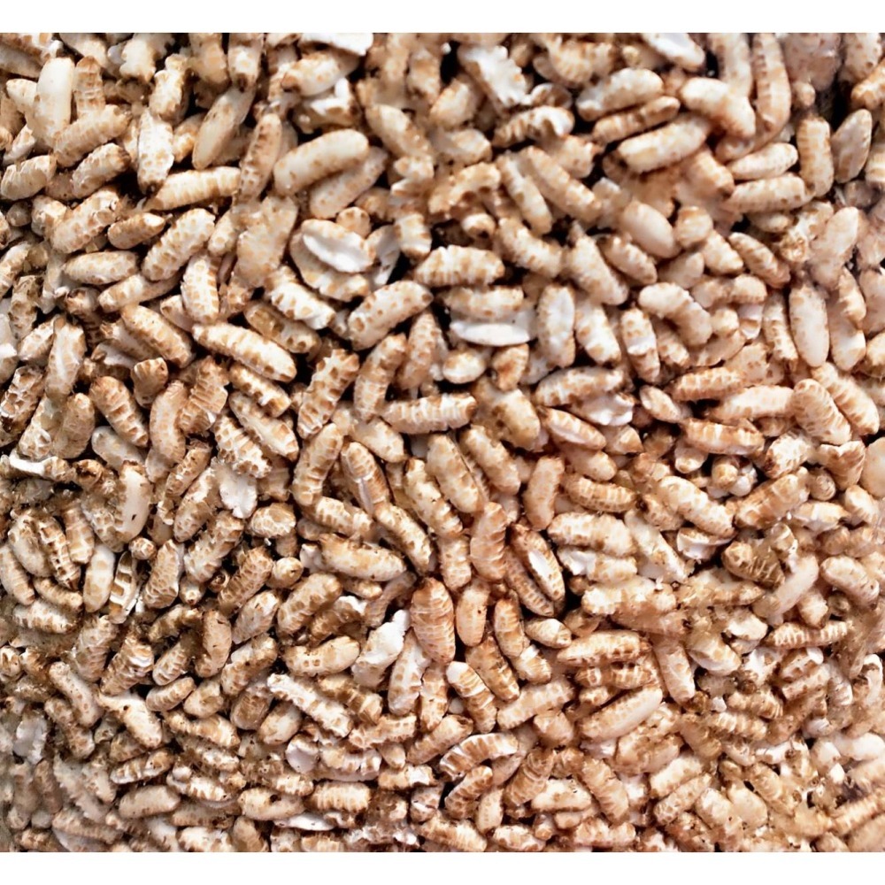 養生無糖 白米粒 胚芽糙米粒 小麥粒 紅薏仁粒 小米粒 蕎麥粒 長糙米粒 爆米粒 無糖 無油 無鹽 無添加物 9號袋包裝-細節圖11