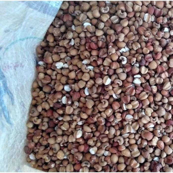 紅薏仁 薏仁粒 米香粒 爆米香 爆薏仁 無糖 無油 無鹽 無添加物 純薏仁粒 早餐 副食品 非 燕麥 麥片-細節圖2