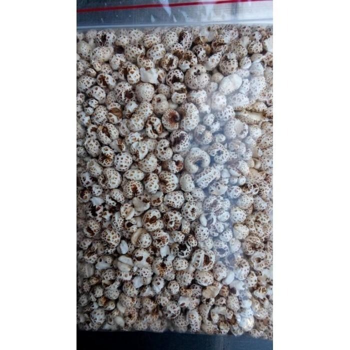 紅薏仁 薏仁粒 米香粒 爆米香 爆薏仁 無糖 無油 無鹽 無添加物 純薏仁粒 早餐 副食品 非 燕麥 麥片-細節圖3