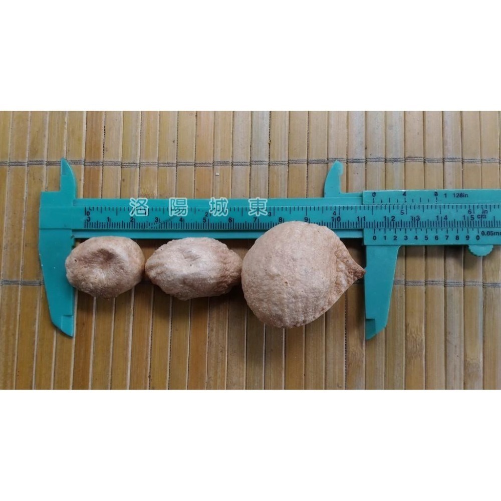 大貝殼麵 小貝殼麵 彎管麵 螺旋麵 爆貝殼麵 爆麵 米香 寶寶副食品 零食 手指食物 義大利麵  杜蘭小麥粉-細節圖3