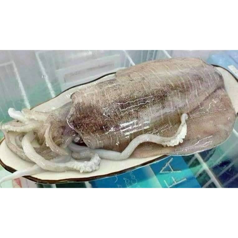船凍軟絲-細節圖2