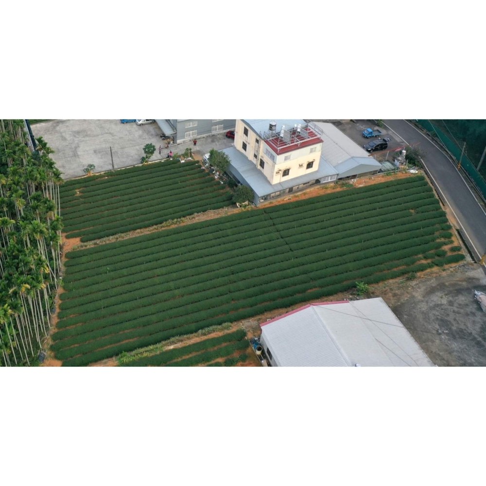 「台灣金萱茶」金萱球型紅茶（金萱紅烏龍）四兩裝 150g  自家茶園與茶廠 自產自銷-細節圖4