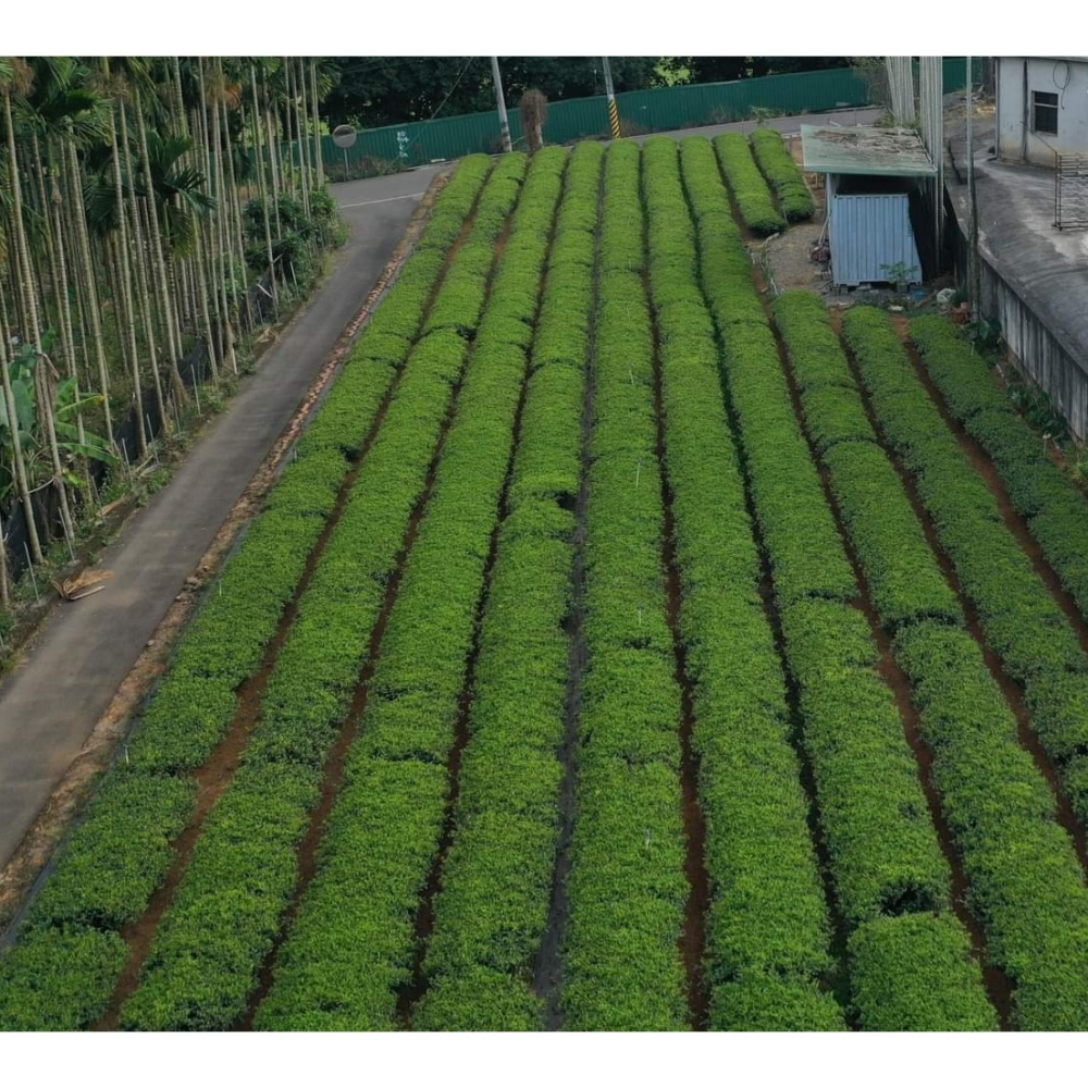 【台灣武夷茶】武夷碳焙 傳統龍眼木烘焙 四兩真空包裝  自家茶園與茶廠 自產自銷-細節圖3