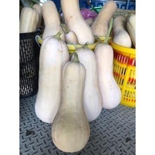 當季採收 奶油南瓜 南瓜 牛奶南瓜 南瓜種子 栗子南瓜 小黑南瓜 阿成南瓜 車輪南瓜 貝貝南瓜 瓜-細節圖2