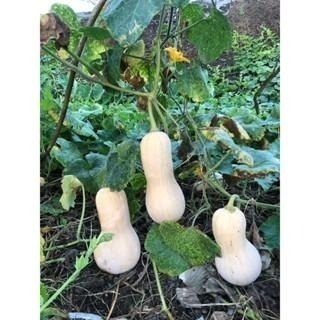 當季採收 奶油南瓜 南瓜 牛奶南瓜 南瓜種子 栗子南瓜 小黑南瓜 阿成南瓜 車輪南瓜 貝貝南瓜 瓜-細節圖4