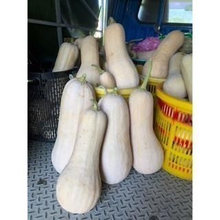 當季採收 奶油南瓜 南瓜 牛奶南瓜 南瓜種子 栗子南瓜 小黑南瓜 阿成南瓜 車輪南瓜 貝貝南瓜 瓜-細節圖6