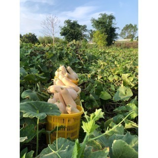 當季採收 奶油南瓜 南瓜 牛奶南瓜 南瓜種子 栗子南瓜 小黑南瓜 阿成南瓜 車輪南瓜 貝貝南瓜 瓜-細節圖7