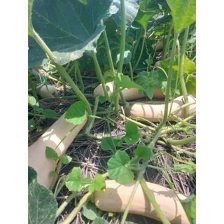 當季採收 奶油南瓜 南瓜 牛奶南瓜 南瓜種子 栗子南瓜 小黑南瓜 阿成南瓜 車輪南瓜 貝貝南瓜 瓜-細節圖8