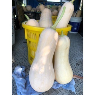 當季採收 奶油南瓜 南瓜 牛奶南瓜 南瓜種子 栗子南瓜 小黑南瓜 阿成南瓜 車輪南瓜 貝貝南瓜 瓜-細節圖9