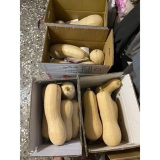 當季現採 南瓜 貴族南瓜 奶油南瓜 產地宜蘭 南瓜 牛奶南瓜 金瓜 日本品種 南瓜種子 種子 瓜-細節圖4