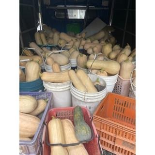 當季現採 南瓜 貴族南瓜 奶油南瓜 產地宜蘭 南瓜 牛奶南瓜 金瓜 日本品種 南瓜種子 種子 瓜-細節圖5