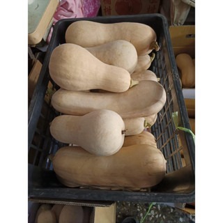 當季現採 南瓜 貴族南瓜 奶油南瓜 產地宜蘭 南瓜 牛奶南瓜 金瓜 日本品種 南瓜種子 種子 瓜-細節圖8