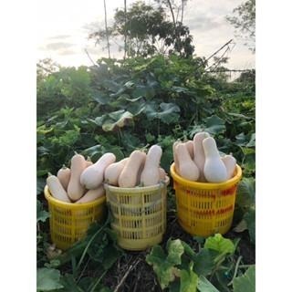 當季 現採 自帶奶香味 奶油南瓜 牛奶南瓜 南瓜 南瓜粉 南瓜子 南瓜種子 金瓜 瓜-細節圖2