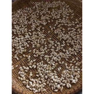 當季 現採 自帶奶香味 奶油南瓜 牛奶南瓜 南瓜 南瓜粉 南瓜子 南瓜種子 金瓜 瓜-細節圖3