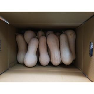 當季 現採 自帶奶香味 奶油南瓜 牛奶南瓜 南瓜 南瓜粉 南瓜子 南瓜種子 金瓜 瓜-細節圖4