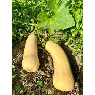當季 現採 自帶奶香味 奶油南瓜 牛奶南瓜 南瓜 南瓜粉 南瓜子 南瓜種子 金瓜 瓜-細節圖5
