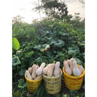 當季 現採 自帶奶香味 奶油南瓜 牛奶南瓜 南瓜 南瓜粉 南瓜子 南瓜種子 金瓜 瓜-細節圖6