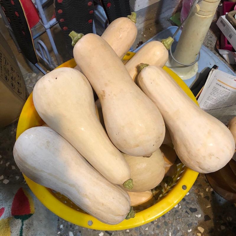 南瓜種子 牛南南瓜種子 奶油南瓜種子 牛奶南瓜 奶油南瓜 南瓜-細節圖2