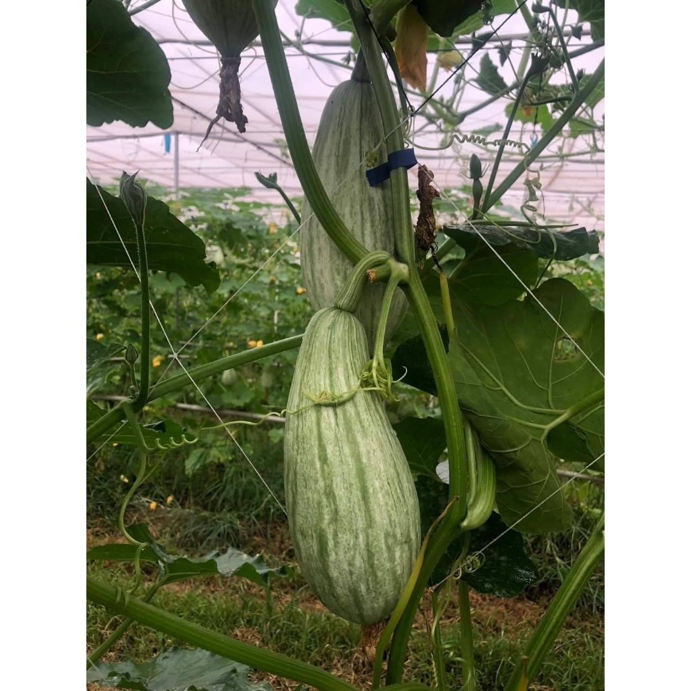 貴族南瓜-細節圖2