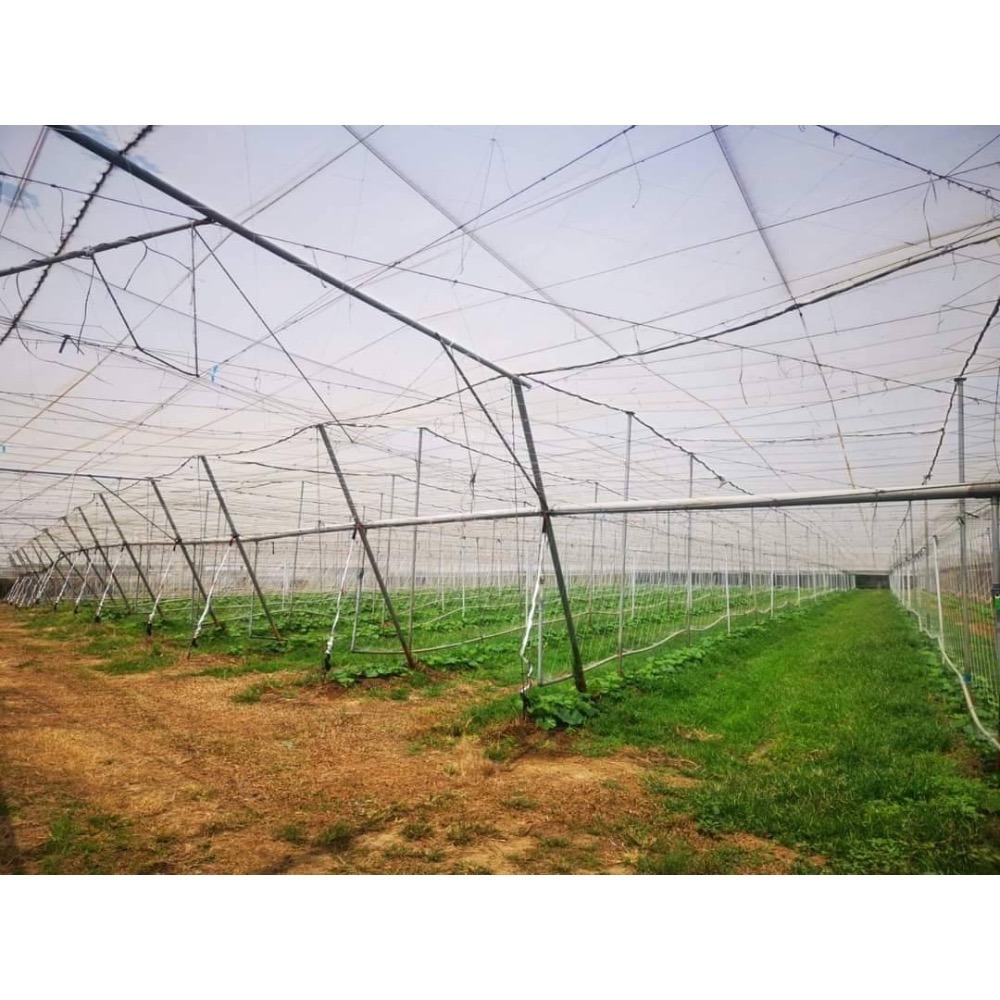 貴族南瓜-細節圖3