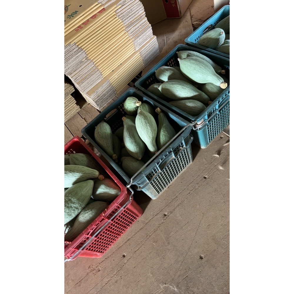 貴族南瓜-細節圖4