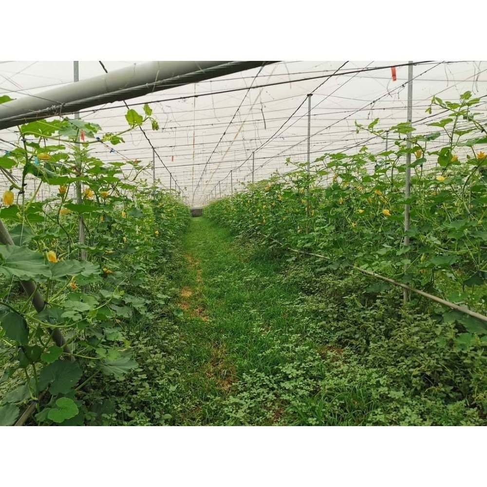 貴族南瓜-細節圖9