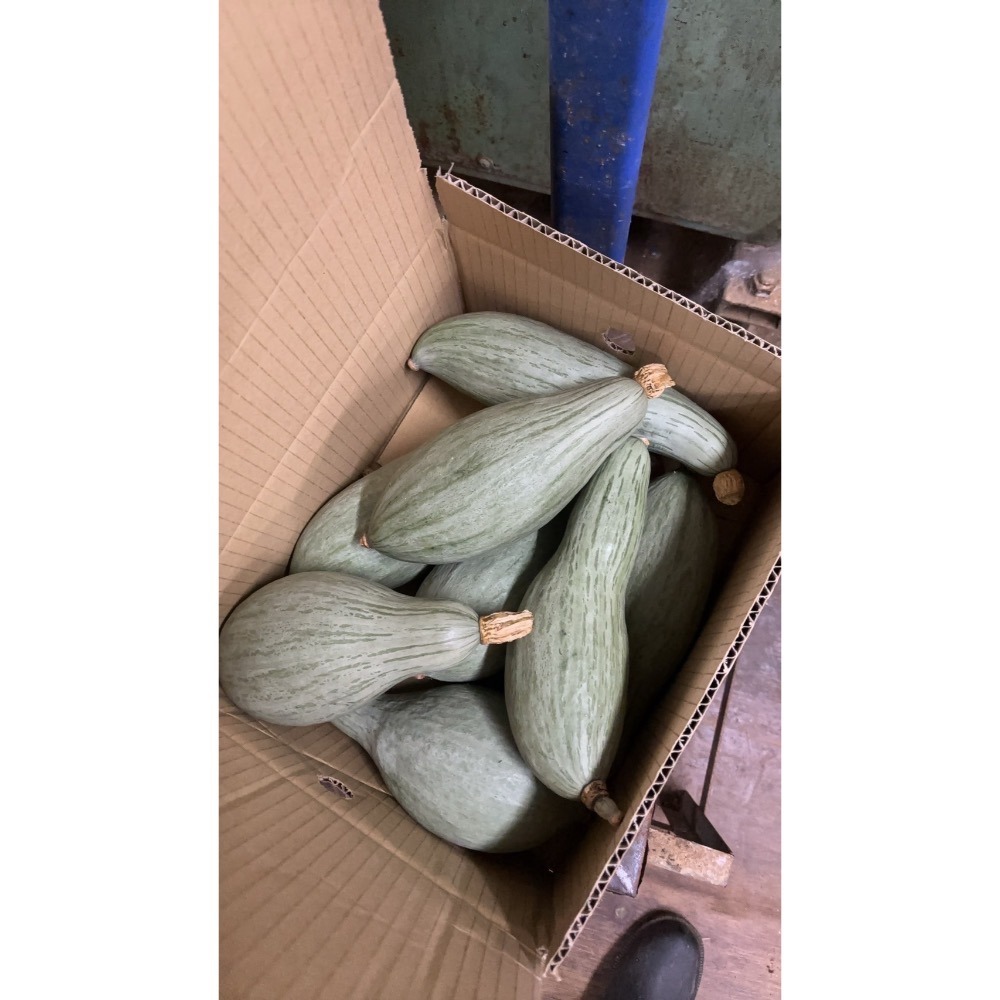 貴族南瓜-細節圖10