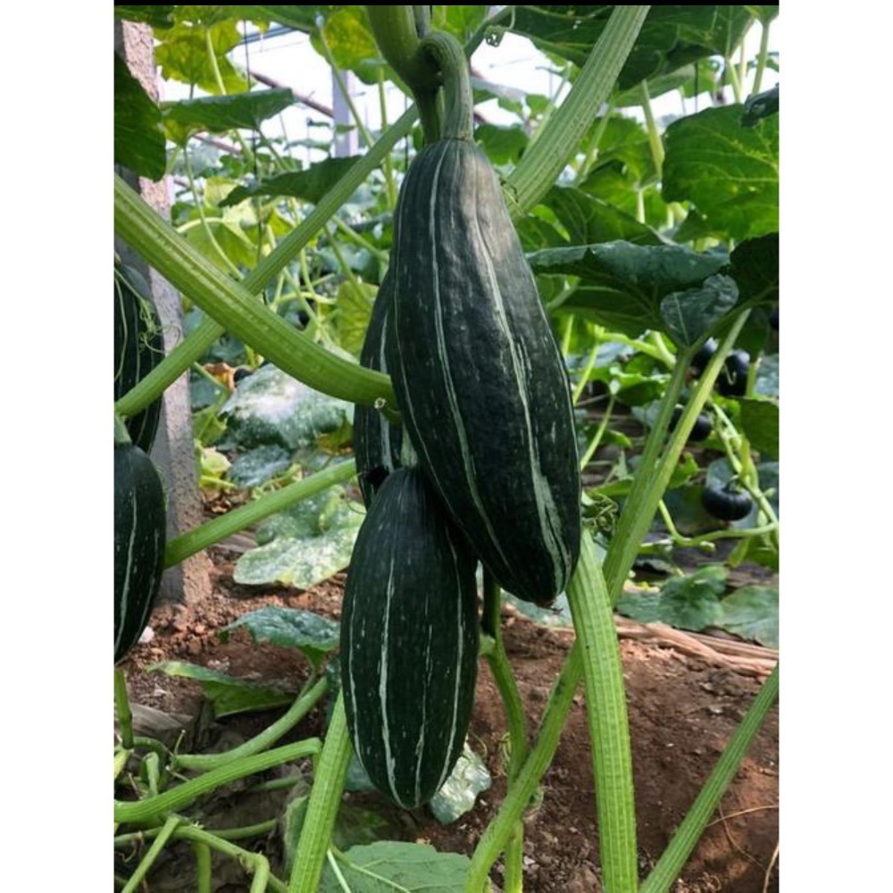 新疆綠貴族南瓜 貴族南瓜 比貝貝南瓜 阿成南瓜 奶油南瓜 牛奶南瓜 栗子南瓜 南瓜 好吃-細節圖2