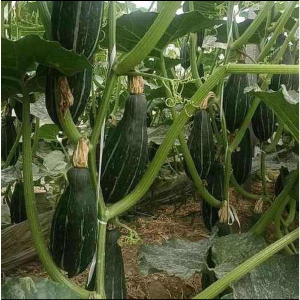 新疆綠貴族南瓜 貴族南瓜 比貝貝南瓜 阿成南瓜 奶油南瓜 牛奶南瓜 栗子南瓜 南瓜 好吃-細節圖3