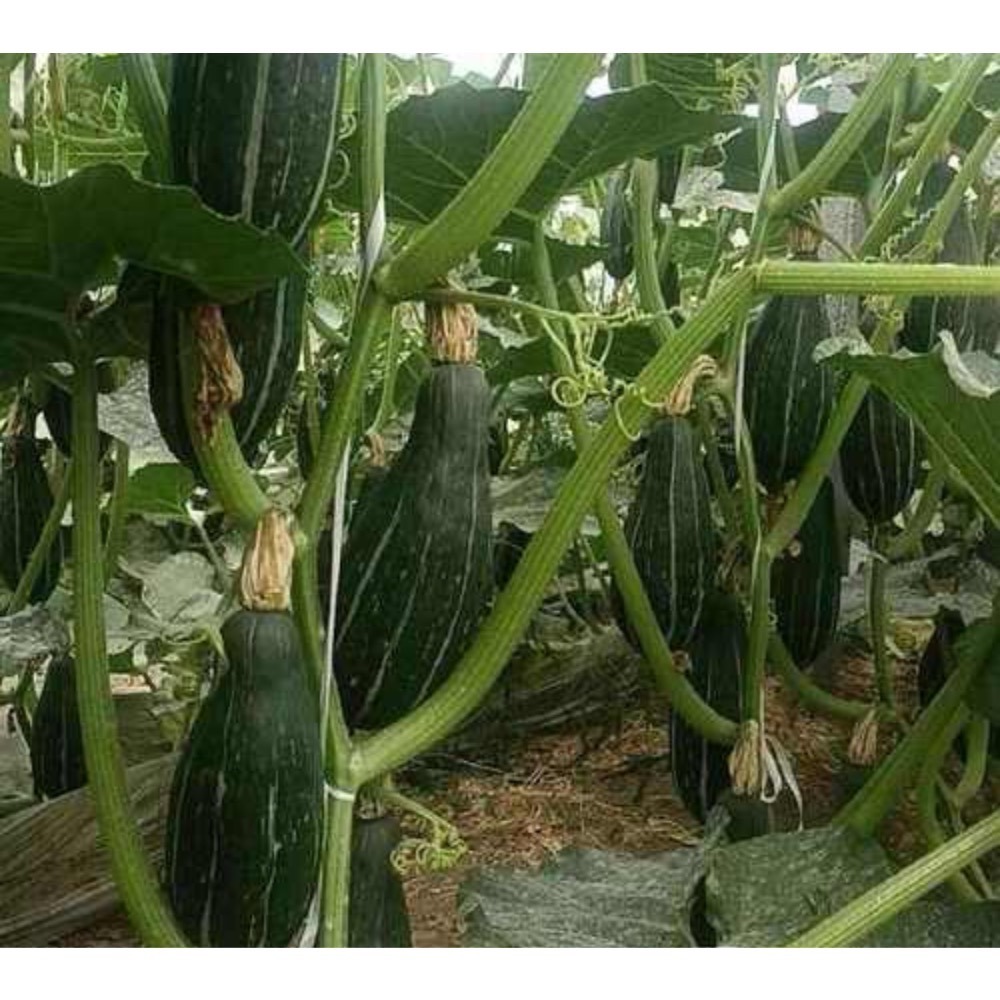 新疆綠貴族南瓜 貴族南瓜 比貝貝南瓜 阿成南瓜 奶油南瓜 牛奶南瓜 栗子南瓜 南瓜 好吃-細節圖4