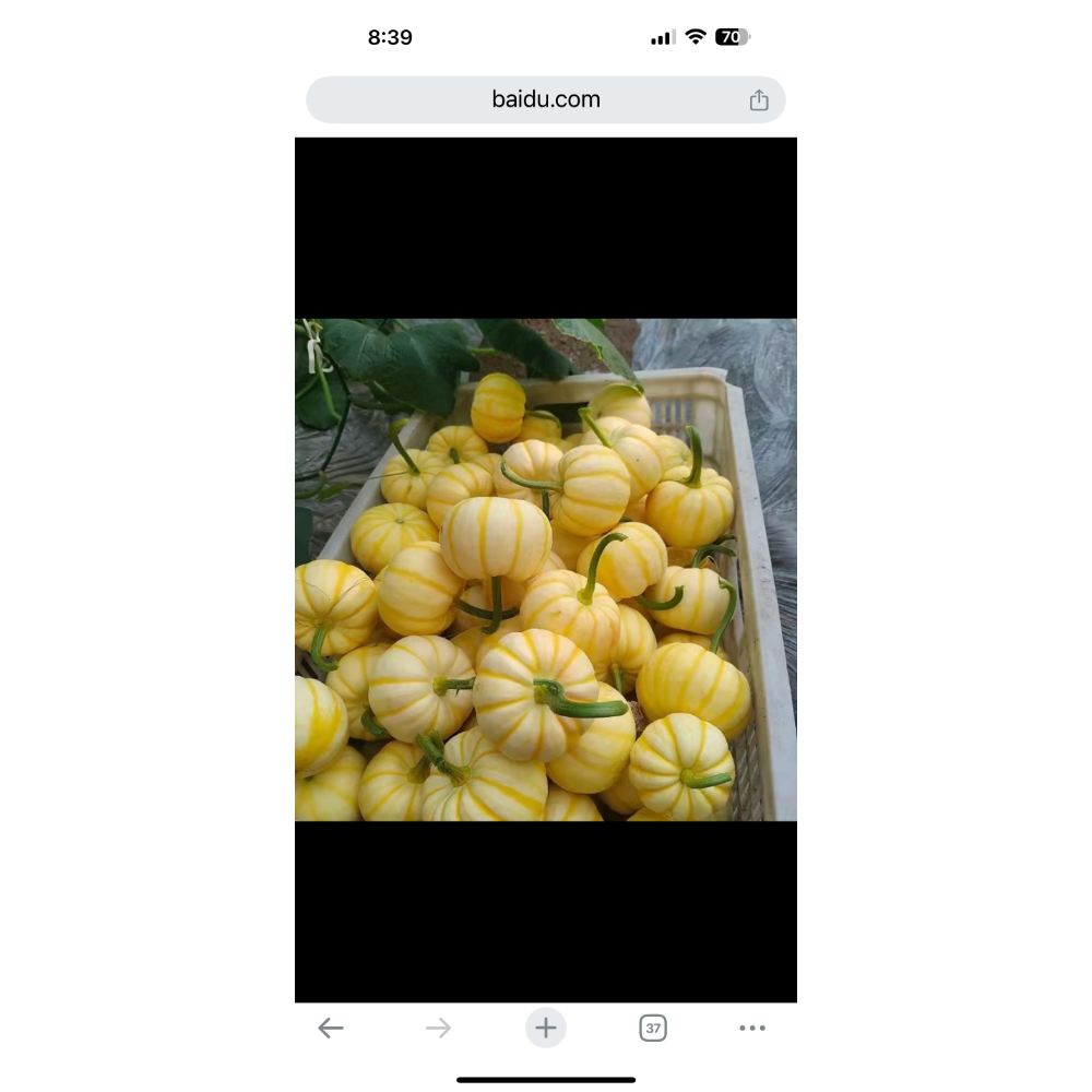 黃金南瓜 金貝貝 比貝貝南瓜 阿成南瓜 奶油南瓜 牛奶南瓜 栗子南瓜 南瓜好吃-細節圖5