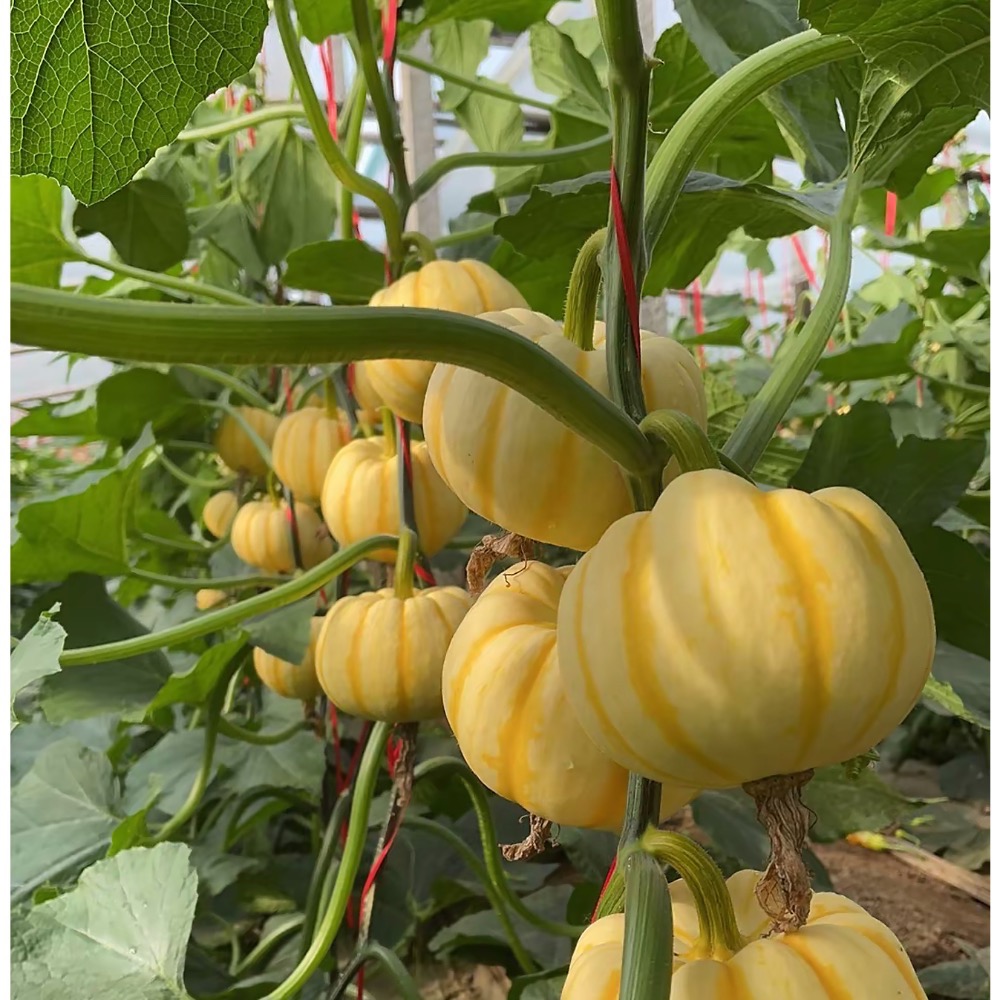 黃金南瓜 金貝貝 比貝貝南瓜 阿成南瓜 奶油南瓜 牛奶南瓜 栗子南瓜 南瓜好吃-細節圖7