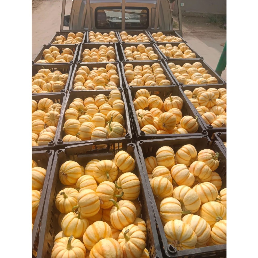 黃金南瓜 金貝貝 比貝貝南瓜 阿成南瓜 奶油南瓜 牛奶南瓜 栗子南瓜 南瓜好吃-細節圖8