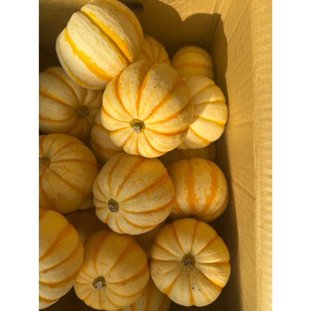 黃金南瓜 金貝貝 比貝貝南瓜 阿成南瓜 奶油南瓜 牛奶南瓜 栗子南瓜 南瓜好吃-細節圖9