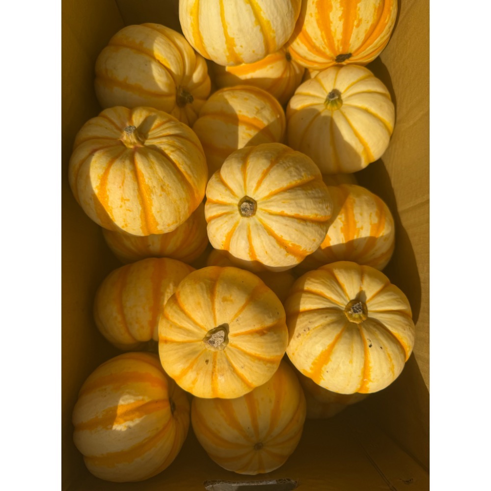 黃金南瓜 金貝貝 比貝貝南瓜 阿成南瓜 奶油南瓜 牛奶南瓜 栗子南瓜 南瓜好吃-規格圖11