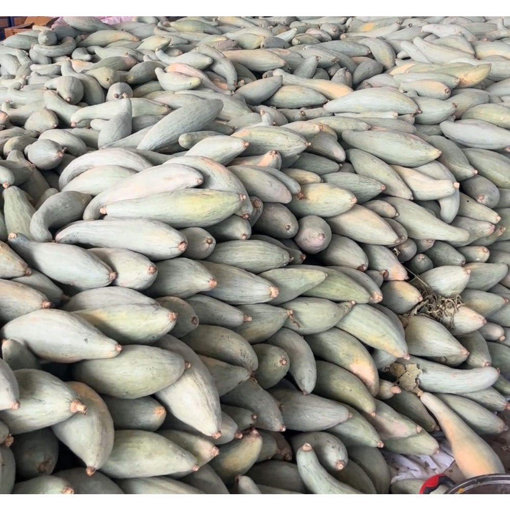 新疆貴族南瓜 金絲栗 貴族南瓜 比貝貝南瓜 阿成南瓜 南瓜 栗子南瓜 奶油南瓜 牛奶南瓜 好吃-細節圖3