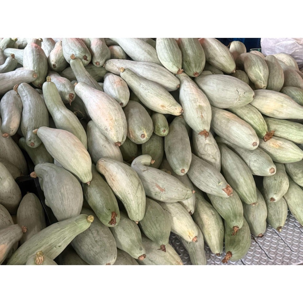 新疆貴族南瓜 金絲栗 貴族南瓜 比貝貝南瓜 阿成南瓜 南瓜 栗子南瓜 奶油南瓜 牛奶南瓜 好吃-細節圖4