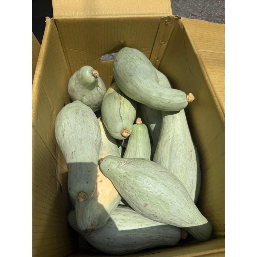 新疆貴族南瓜 金絲栗 貴族南瓜 比貝貝南瓜 阿成南瓜 南瓜 栗子南瓜 奶油南瓜 牛奶南瓜 好吃-細節圖5