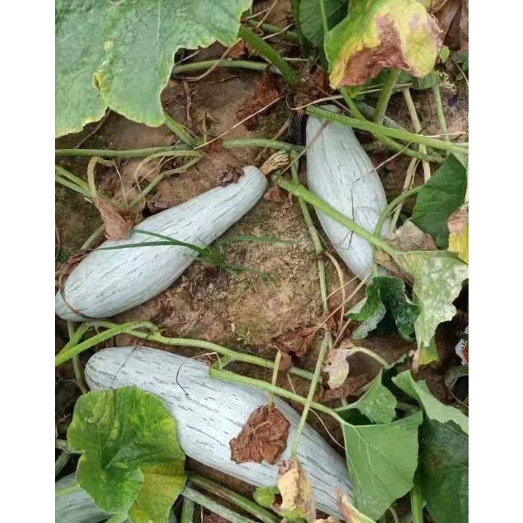 新疆貴族南瓜 金絲栗 貴族南瓜 比貝貝南瓜 阿成南瓜 南瓜 栗子南瓜 奶油南瓜 牛奶南瓜 好吃-細節圖6