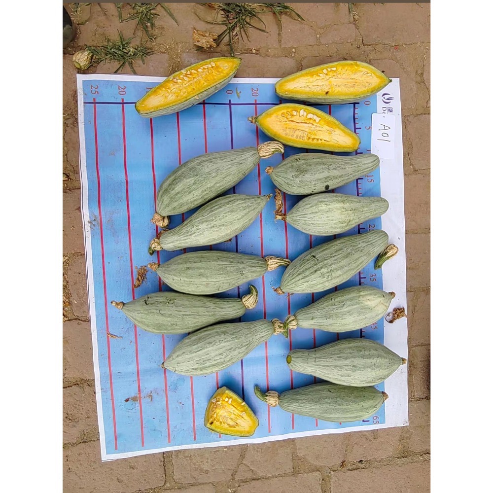 新疆貴族南瓜 金絲栗 貴族南瓜 比貝貝南瓜 阿成南瓜 南瓜 栗子南瓜 奶油南瓜 牛奶南瓜 好吃-細節圖8