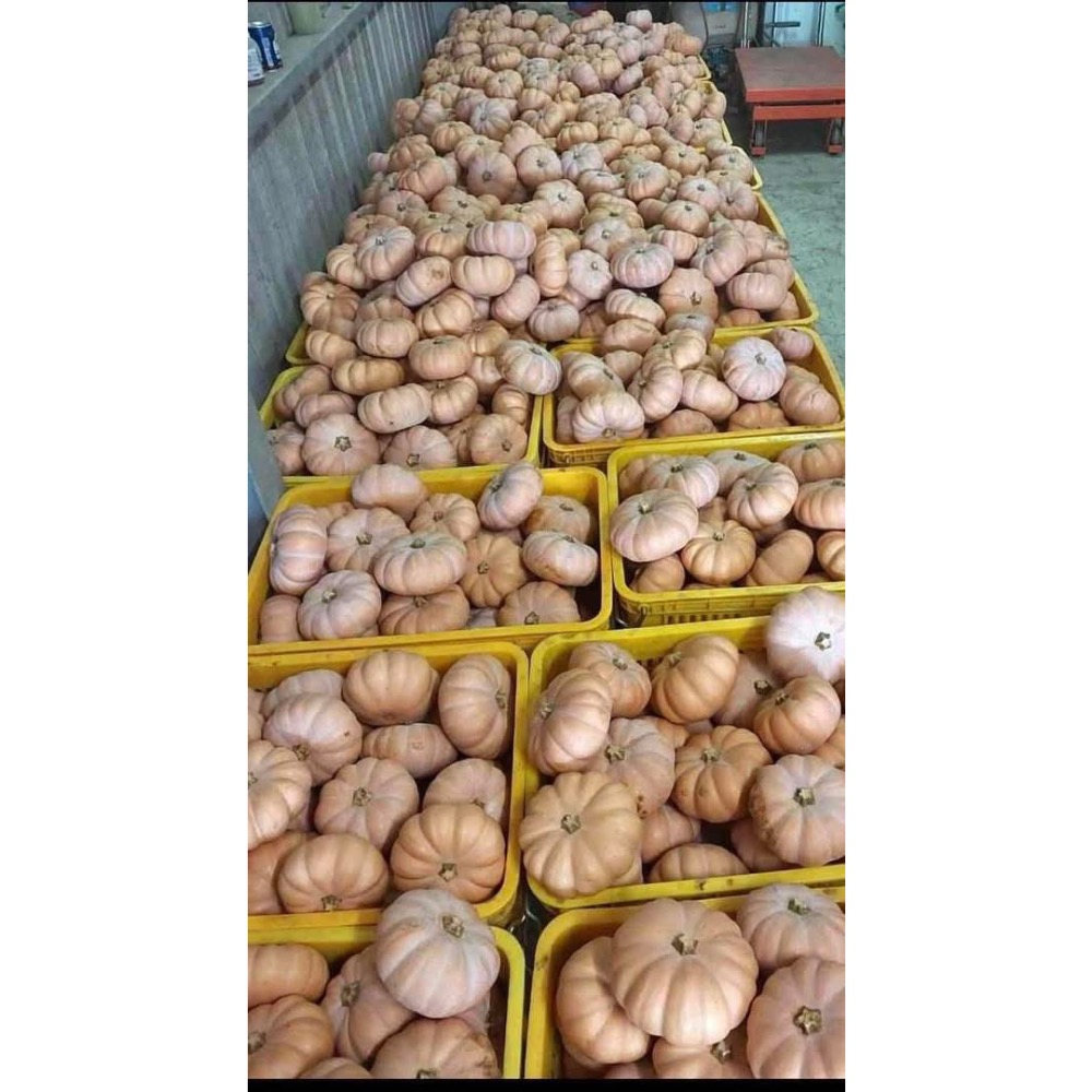 日本香島南瓜 比貝貝南瓜 阿成南瓜 栗子南瓜 南瓜 奶油南瓜 牛奶南瓜好吃-細節圖2