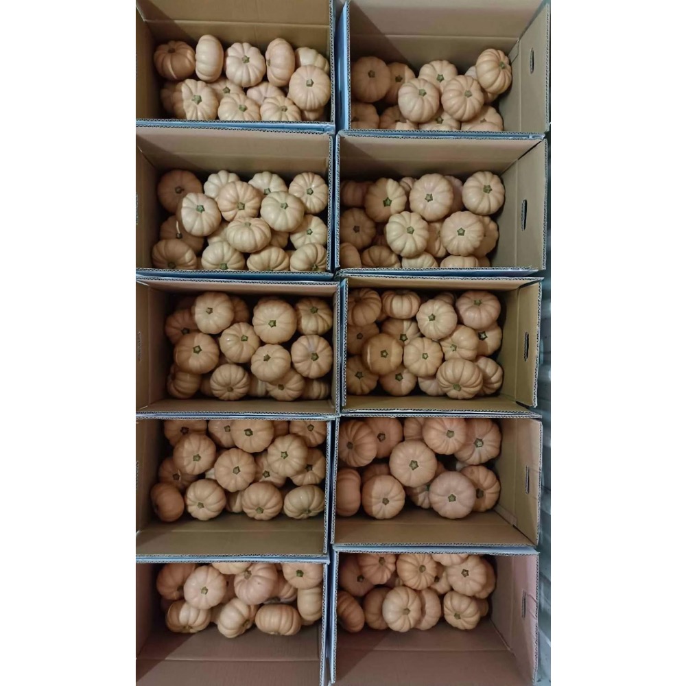 日本香島南瓜 比貝貝南瓜 阿成南瓜 栗子南瓜 南瓜 奶油南瓜 牛奶南瓜好吃-細節圖3