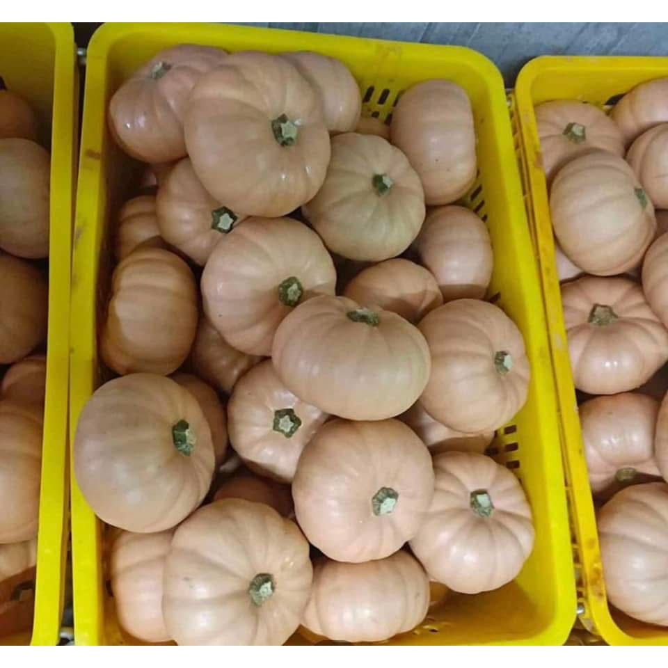 日本香島南瓜 比貝貝南瓜 阿成南瓜 栗子南瓜 南瓜 奶油南瓜 牛奶南瓜好吃-細節圖4