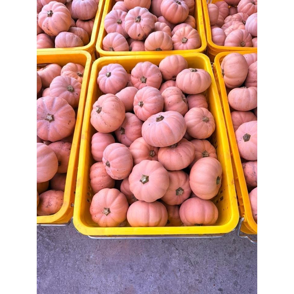 日本香島南瓜 比貝貝南瓜 阿成南瓜 栗子南瓜 南瓜 奶油南瓜 牛奶南瓜好吃-細節圖5