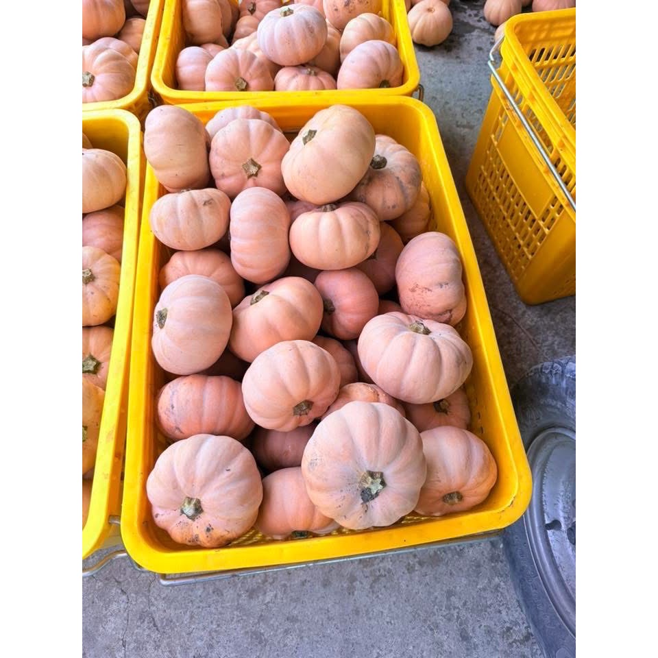 日本香島南瓜 比貝貝南瓜 阿成南瓜 栗子南瓜 南瓜 奶油南瓜 牛奶南瓜好吃-細節圖6