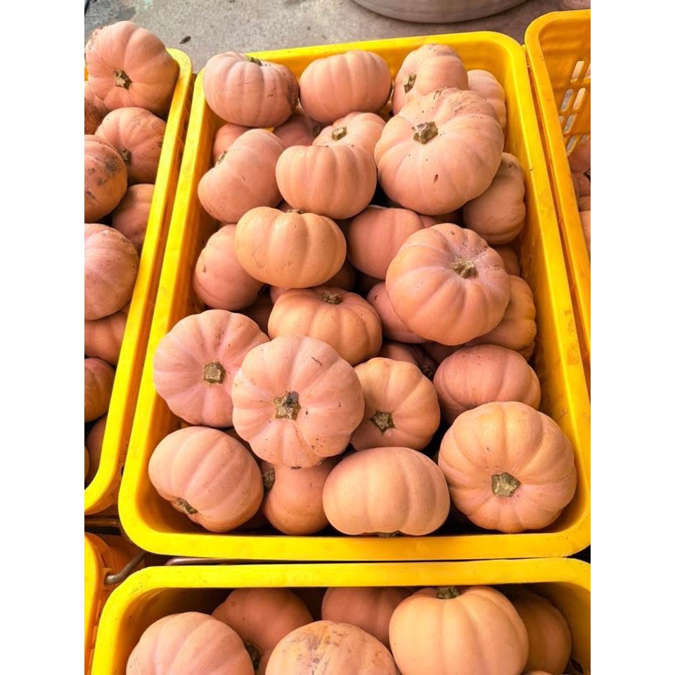 日本香島南瓜 比貝貝南瓜 阿成南瓜 栗子南瓜 南瓜 奶油南瓜 牛奶南瓜好吃-細節圖7