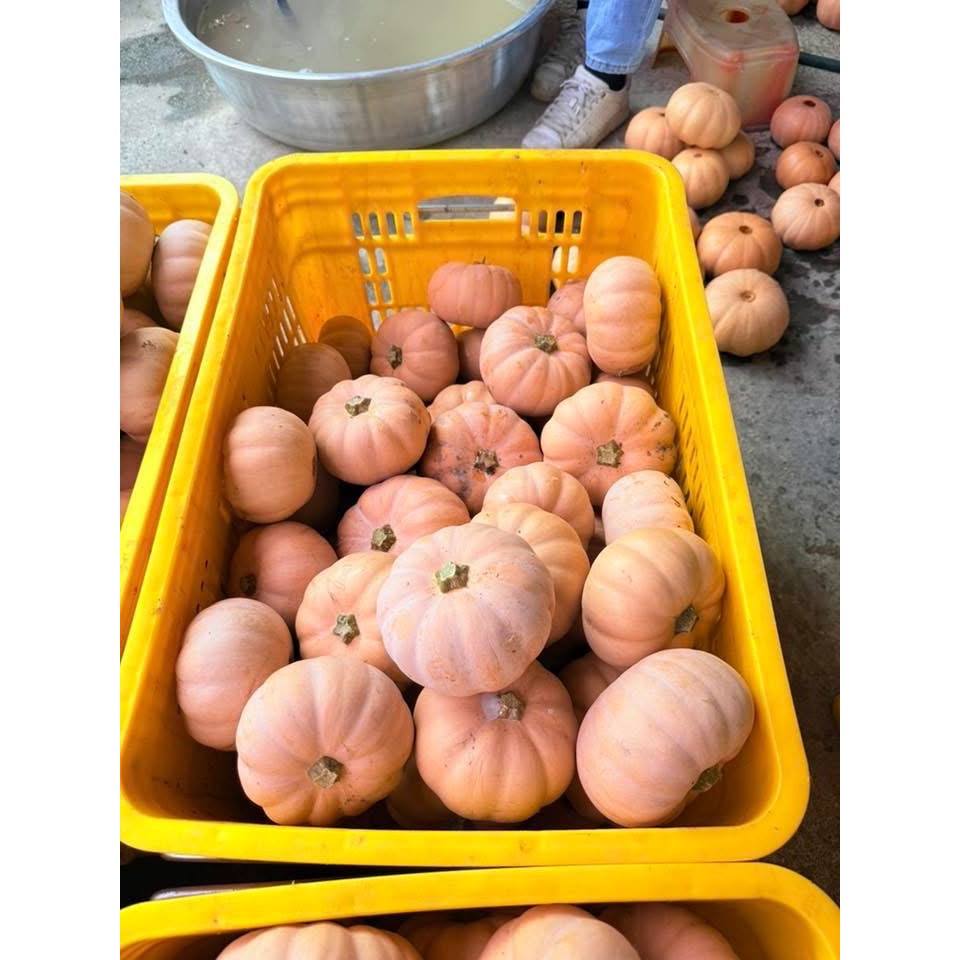 日本香島南瓜 比貝貝南瓜 阿成南瓜 栗子南瓜 南瓜 奶油南瓜 牛奶南瓜好吃-細節圖8