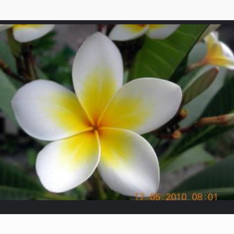 雞蛋花去角質膏（細柔）-細節圖3